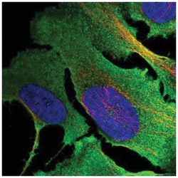 Mkln1 Antibody, Novus Biologicals:Antibodies:Primary Antibodies