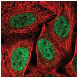 MKLP1 Antibody, Novus Biologicals:Antibodies:Primary Antibodies