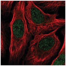 MOG1 Antibody, Novus Biologicals 100 &mu;L | Buy Online | Novus Biologicals | Fisher Scientific