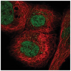 MORC3 Antibody, Novus Biologicals:Antibodies:Primary Antibodies