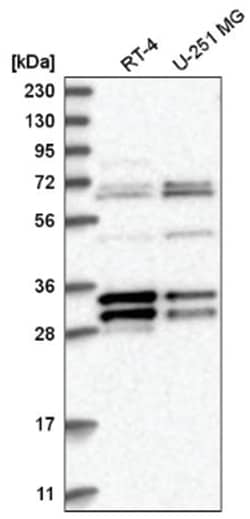 MORF4L2 Antibody, Novus Biologicals:Antibodies:Primary Antibodies