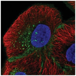 MPZL1 Antibody, Novus Biologicals 25 &mu;L, Unlabeled:Antibodies, Polyclonal