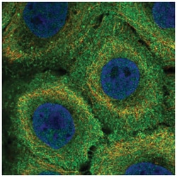 MR1 Antibody, Novus Biologicals:Antibodies:Primary Antibodies