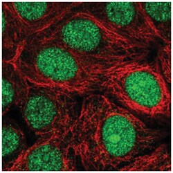 MRFAP1 Antibody, Novus Biologicals:Antibodies:Primary Antibodies