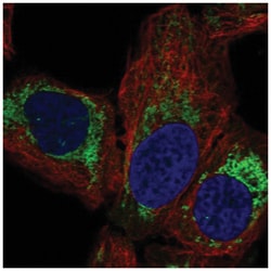 MRPL14 Antibody, Novus Biologicals 25 &mu;L, Unlabeled:Antibodies, Polyclonal