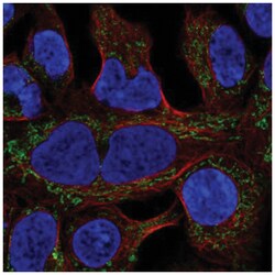 MRPL19 Antibody, Novus Biologicals 100&mu;L; Unlabeled:Antibodies, Polyclonal