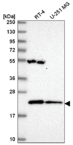 MRPL47 Antibody, Novus Biologicals 25 &mu;L:Antibodies, Polyclonal