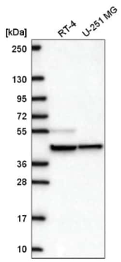 MRPS27 Antibody, Novus Biologicals:Antibodies:Primary Antibodies