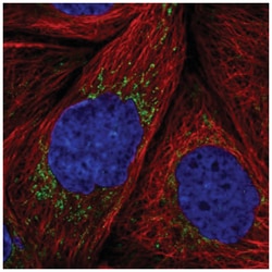 MRPS36 Antibody, Novus Biologicals 100&mu;L; Unlabeled:Antibodies, Polyclonal