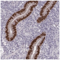 MSX1 Antibody, Novus Biologicals 100&mu;L; Unlabeled:Antibodies, Polyclonal