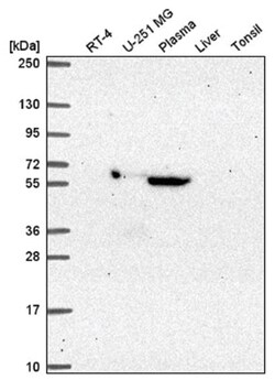 MTF2 Antibody, Novus Biologicals:Antibodies:Primary Antibodies