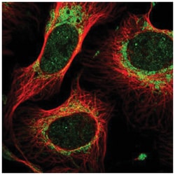 MTIF2 Antibody, Novus Biologicals:Antibodies:Primary Antibodies