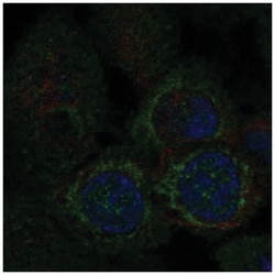 MTP18 Antibody, Novus Biologicals:Antibodies:Primary Antibodies