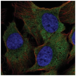 mu Crystallin Antibody, Novus Biologicals:Antibodies:Primary Antibodies