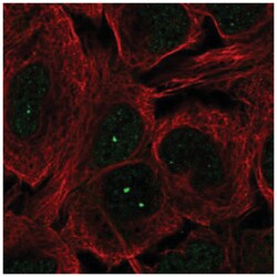 Multicilin Antibody, Novus Biologicals 100&mu;L; Unlabeled:Antibodies,