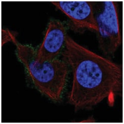 Muscarinic Acetylcholine Receptor M3/CHRM3 Antibody, Novus Biologicals