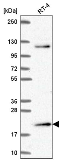 Musculin Antibody, Novus Biologicals:Antibodies:Primary Antibodies