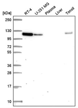 MVP Antibody, Novus Biologicals 100&mu;L; Unlabeled:Antibodies, Polyclonal