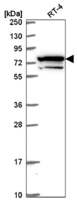 MxA/Mx1 Antibody, Novus Biologicals:Antibodies:Primary Antibodies