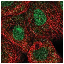 Mxi1 Antibody, Novus Biologicals 100&mu;L; Unlabeled:Antibodies, Polyclonal