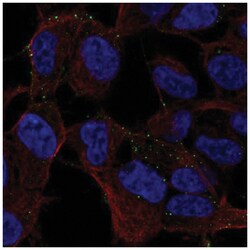 MYO16 Antibody, Novus Biologicals:Antibodies:Primary Antibodies
