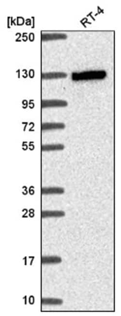 MYO19 Antibody, Novus Biologicals 100&mu;L; Unlabeled:Antibodies, Polyclonal