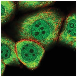 MYO5C Antibody, Novus Biologicals:Antibodies:Primary Antibodies