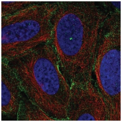 Myosin 1C Antibody, Novus Biologicals:Antibodies:Primary Antibodies