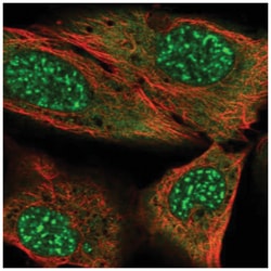 MYST3 Antibody, Novus Biologicals:Antibodies:Primary Antibodies