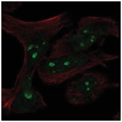 n-Myc Antibody, Novus Biologicals:Antibodies:Primary Antibodies