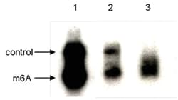 N6-methyladenosine (m6A) Antibody (C.15200082), Novus Biologicals 50&mu;g;
