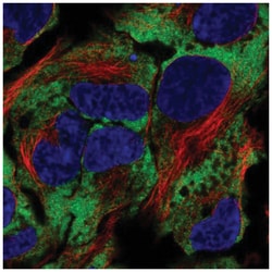 NACA1 Antibody, Novus Biologicals:Antibodies:Primary Antibodies