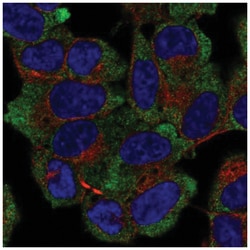 NACA1 Antibody, Novus Biologicals 100&mu;L; Unlabeled:Antibodies, Polyclonal