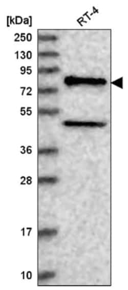 NAD Synthetase Antibody, Novus Biologicals 25 &mu;L, Unlabeled:Antibodies,