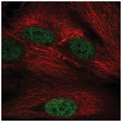 NAP1L5 Antibody, Novus Biologicals 100 &mu;L | Buy Online | Novus Biologicals | Fisher Scientific