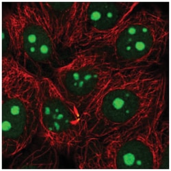NAT10 Antibody, Novus Biologicals:Antibodies:Primary Antibodies