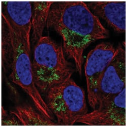 NAT14 Antibody, Novus Biologicals:Antibodies:Primary Antibodies