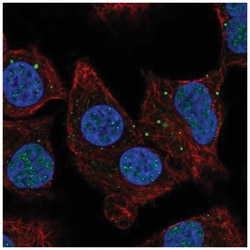 NBR1 Antibody, Novus Biologicals:Antibodies:Primary Antibodies