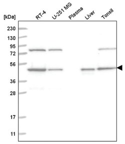 NCK1 Antibody, Novus Biologicals:Antibodies:Primary Antibodies
