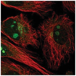 NCKAP5 Antibody, Novus Biologicals 25 &mu;L:Antibodies, Polyclonal