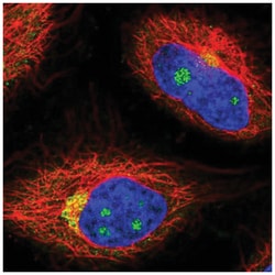 NCOA4 Antibody, Novus Biologicals:Antibodies:Primary Antibodies