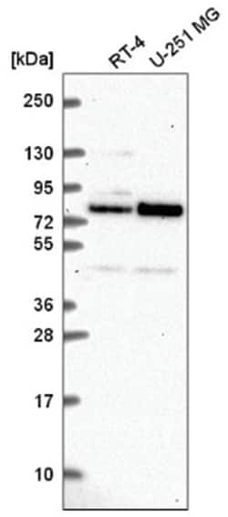 NDC80 Antibody, Novus Biologicals:Antibodies:Primary Antibodies