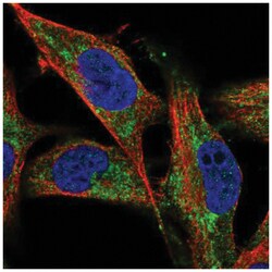 NDUFV1 Antibody, Novus Biologicals 25 &mu;L, Unlabeled:Antibodies, Polyclonal