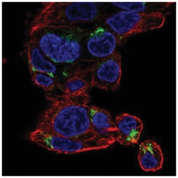 NECAB3 Antibody, Novus Biologicals 25 &mu;L:Antibodies, Polyclonal