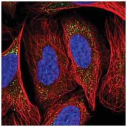 NECAP1 Antibody, Novus Biologicals 100&mu;L; Unlabeled:Antibodies, Polyclonal