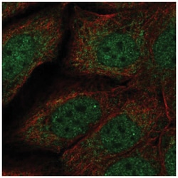 Necdin Antibody, Novus Biologicals:Antibodies:Primary Antibodies