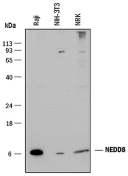 Human/Mouse/Rat NEDD8 Antibody, R D Systems 25&mu;g; Unlabeled:Antibodies,