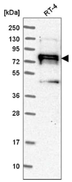 NEDD9/CASL/HEF1 Antibody, Novus Biologicals 25 &mu;L:Antibodies, Polyclonal
