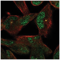 NEK2 Antibody, Novus Biologicals:Antibodies:Primary Antibodies