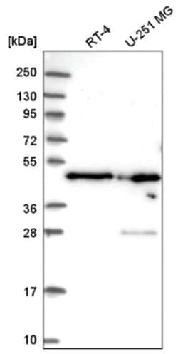 NELF-E Antibody, Novus Biologicals 100&mu;L; Unlabeled:Antibodies, Polyclonal